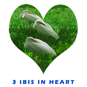 3 Ibis In Heart FOR GALLERY 1