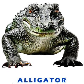 Alligator FOR GALLERY 5