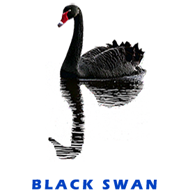 Black Swan FOR GALLERY
