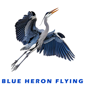 Blue Heron Mouth Open FOR GALLERY
