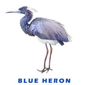 Blue Heron Ruffled FOR GALLERY