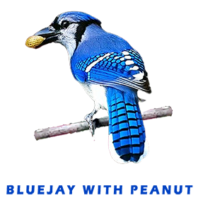 Bluejay Holding Peanut FOR GALLERY