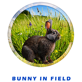 Bunny In Circle Of Field FOR GALLERY