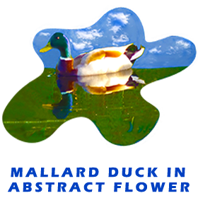 Duck Reflection In Abstract Flower
