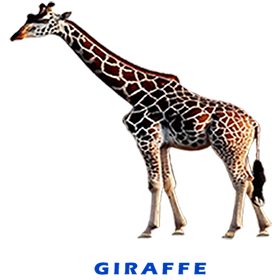 Giraffe FOR GALLERY 1