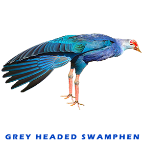 Grey headed Swamphen FOR GALLERY 3