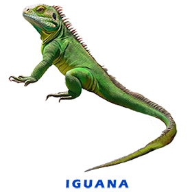 Iggy No BG FOR GALLERY