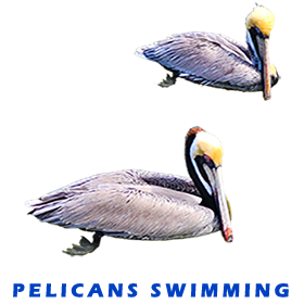 Pelicans FOR GALLERY