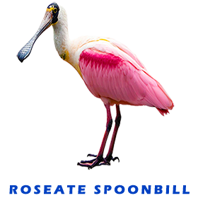 Roseate Spoonbill FOR GALLERY
