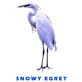 Snowy Egret FOR GALLERY