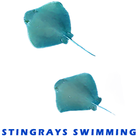 Stingrays FOR GALLERY