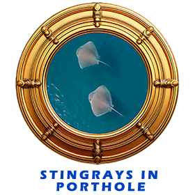 Stingrays In Porthole FOR GALLERY