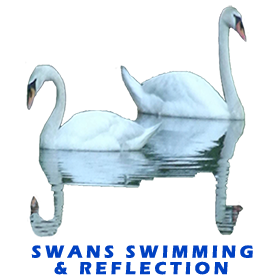 Swans Swimming Reflection FOR GALLERY
