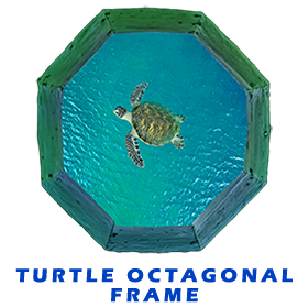 Turtle In Octagonal frame FOR GALLERY