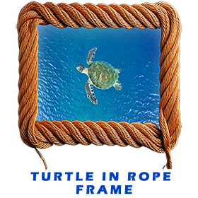 Turtle In Rope Frame FOR GALLERY