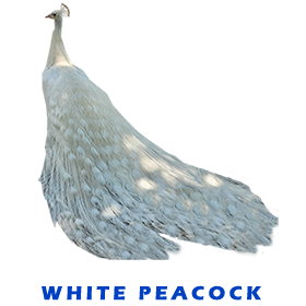 White Peacock FOR GALLERY