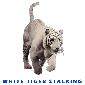 White Tiger FOR GALLERY 1