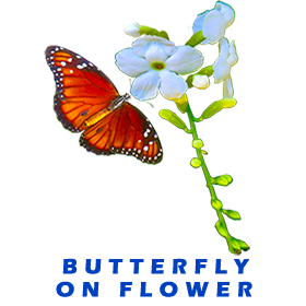 Butterfly On Flower FOR GALLERY