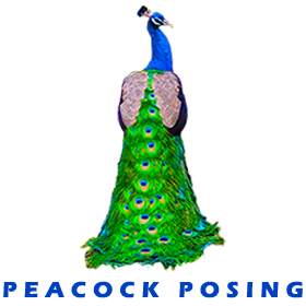 Peacock Posing FOR GALLERY