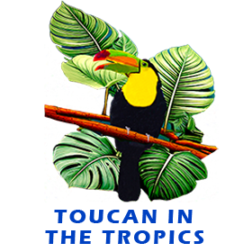 Toucan In The Tropics FOR GALLERY
