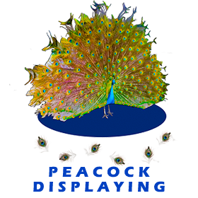 Peacock Displaying FOR GALLERY